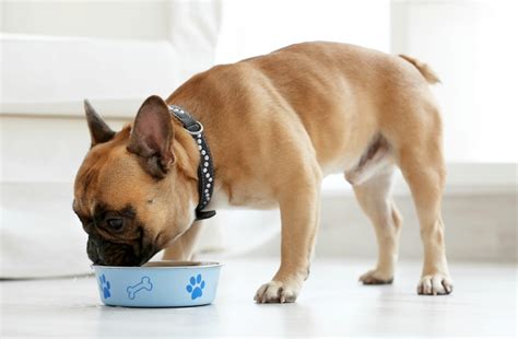 bouledogue français alimentation